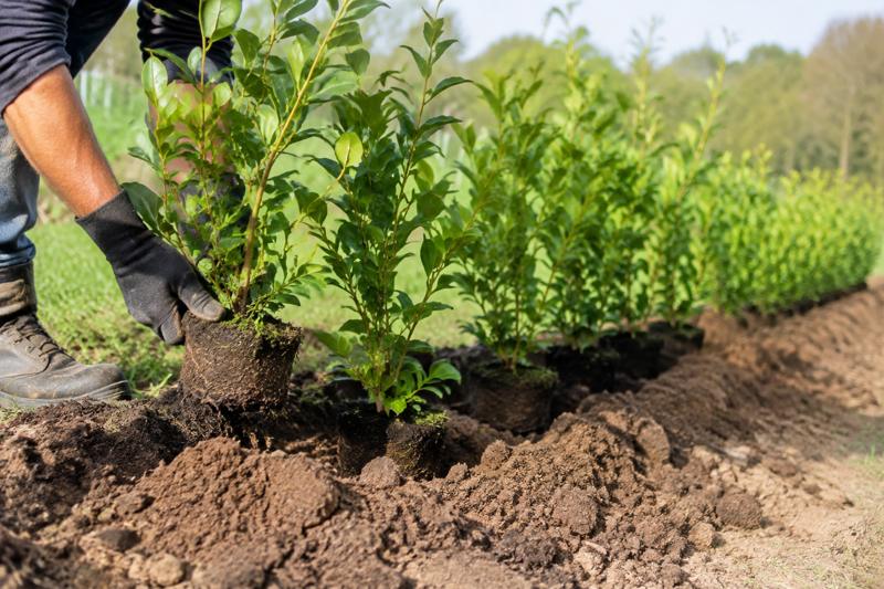Plantation haie